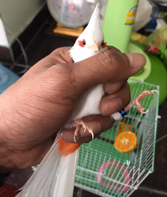 Anh Phan Văn Tú, một trong số ít những người sở hữu chào mào bạch tạng chia sẻ: Đây là loài chim đột biến gien, rất ít ỏi trong tự nhiên mà không phải ai cũng may mắn sở hữu nó.