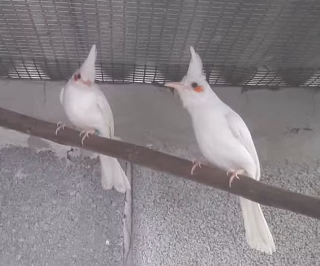 Riêng vấn đề về cám, phải xay gạo thật nhuyễn, sau đó rang chín trộn với lòng đỏ trứng gà, thịt bò xoay nhuyễn, thuốc bổ....sấy khô rồi mới cho chúng ăn - anh Tú cho biết.