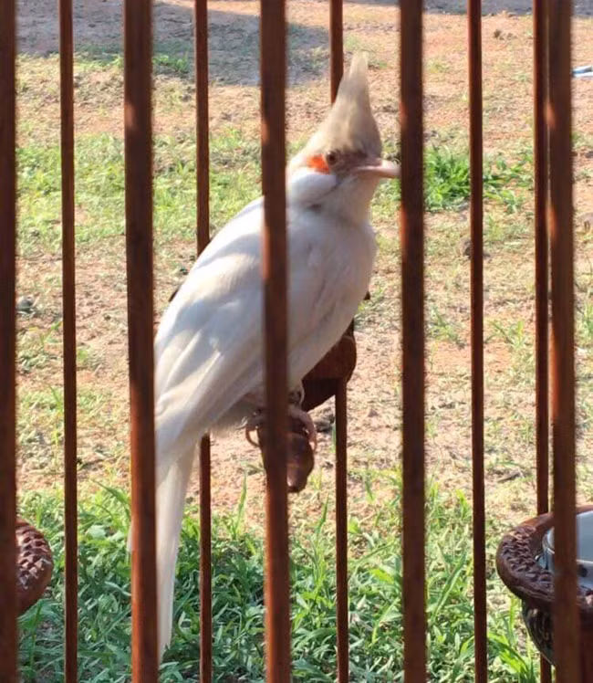 “Tôi phải mất không ít thời gian và tiền của để thương lượng mua được nó về từ một ông chủ ở một huyện tại tỉnh Nghệ An” - anh Tú cho biết.