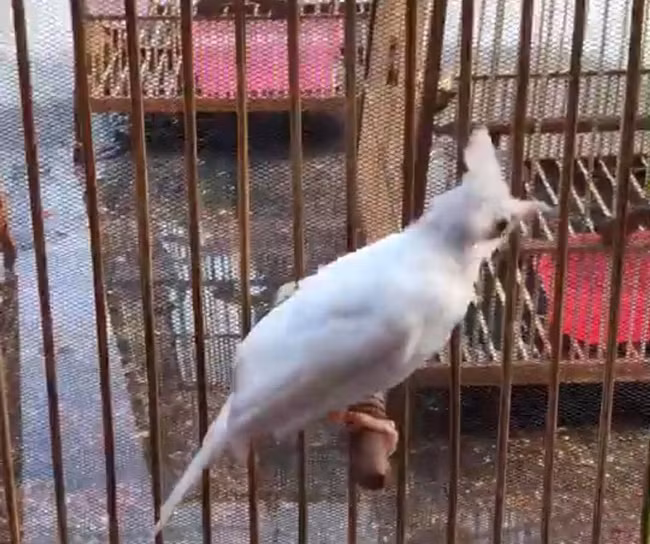 Theo anh Tú, chăm sóc loài chào mào này cũng khá kỳ công. Ngoài những thức ăn như chuối, mít...thì anh phải tự tay chuẩn bị thêm đồ ăn khác.