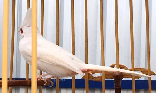 Chào mào bạch có nhiều tên gọi khác nhau như: chào mào trắng hay chào mào bạch tạng.