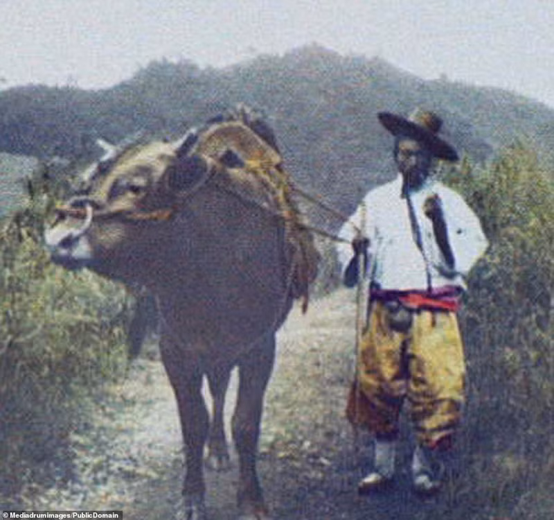 Người nông dân chăn thả bò tại một thị trấn trên đồi ở Bán đảo Triều Tiên cách đây hơn 100 năm.