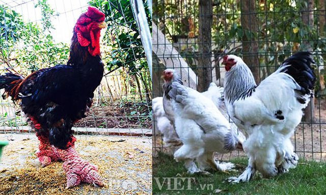 Sinh ngoai: 15 trieu dong doi ga, dai gia van xuong tien vi 'hang doc' (ca truc 90)-Hinh-3