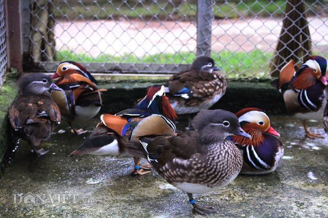 Sinh ngoai: 15 trieu dong doi ga, dai gia van xuong tien vi 'hang doc' (ca truc 90)-Hinh-4