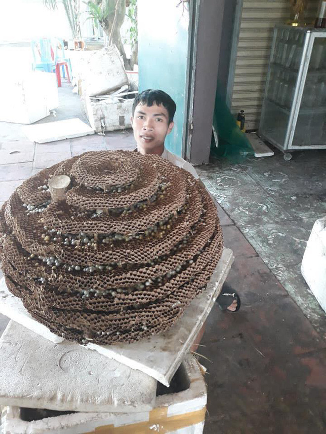 Choang voi to ong rung doc to cuc manh nang 35kg-Hinh-2