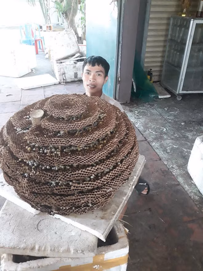 Choáng với tổ ong rừng độc tố cực mạnh nặng 35kg - Hình 2 Choang voi to ong rung doc to cuc manh nang 35kg-Hinh-2