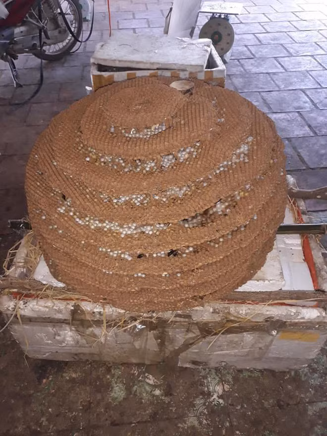 Choang voi to ong rung doc to cuc manh nang 35kg