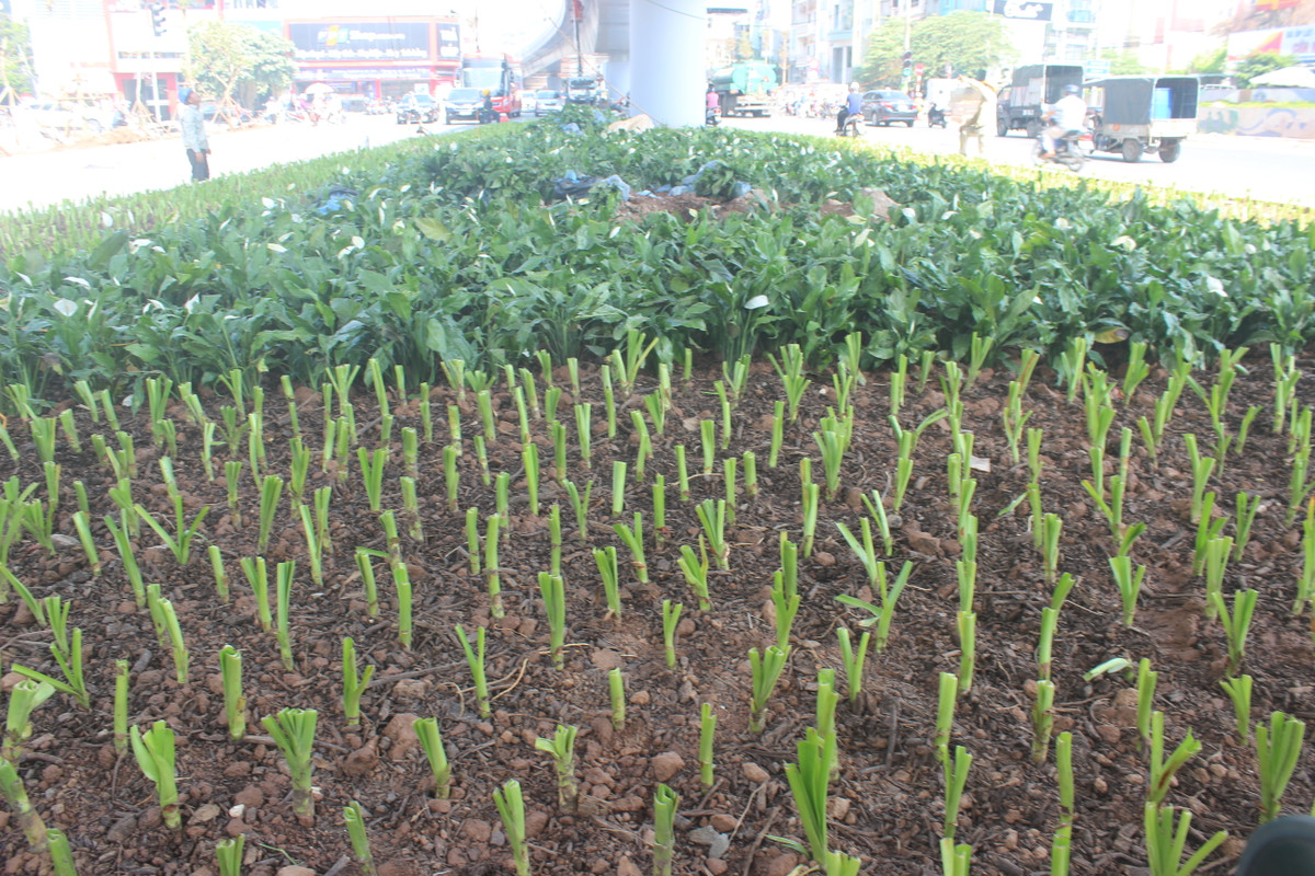 Ha Noi: Can canh cau vuot An Duong 312 ty dong sap thong xe-Hinh-6