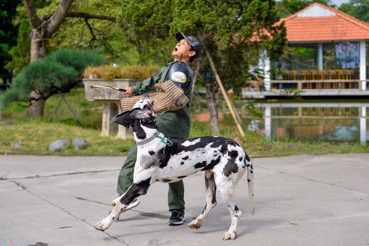 Cho khong lo hon 100 kg xuat hien o Ha Noi-Hinh-10