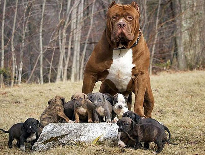 Chúng có bộ hàm rất khỏe và những chiếc răng sắc nhọn, một khi tấn công thì loại chó này nhất định phải cắn đứt được miếng thịt của đối thủ mới chịu thôi