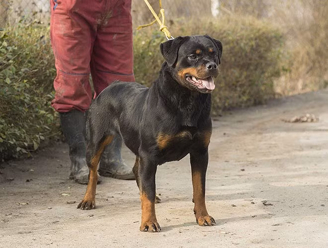 Nhiều người cho rằng giống chó có thân hình to lớn, bộ hàm cực khỏe này không phù hợp nuôi trong gia đình vì chúng đặc biệt hung tợn, không hề biết sợ, nó lâm trận với sức mạnh và tinh thần phải chiến thắng 