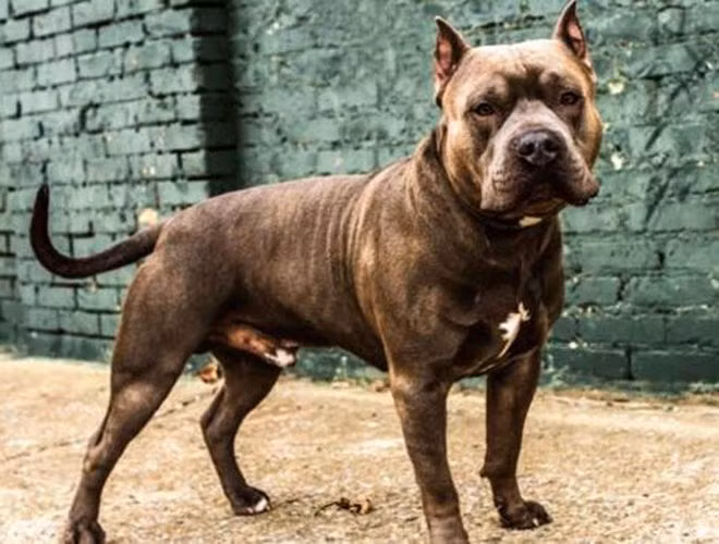 Pit Bull được coi là giống chó hung hãn và nguy hiểm nhất hành tinh. Vô số vụ chó Pit Bull tấn công người gây thương vong đã được ghi nhận ở nhiều nước trên thế giới 
