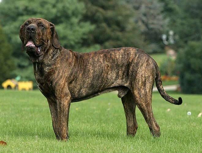 Vì tính hung hăng và khó thuần phục, loài chó này đã bị cấm nuôi tại một số quốc gia. Đặc biệt, nhiều trường hợp tử vong do bọ loài chó này tấn công đã được ghi nhận 