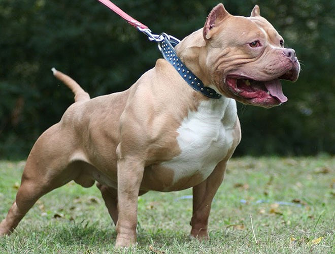 Song Pit Bull vẫn được nhiều người chọn nuôi vì sự trung thành, thông minh và đa tài - chúng có thể leo trèo, bơi lội như một chiến binh thực thụ 