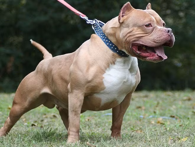 Song Pit Bull vẫn được nhiều người chọn nuôi vì sự trung thành, thông minh và đa tài - chúng có thể leo trèo, bơi lội như một chiến binh thực thụ 