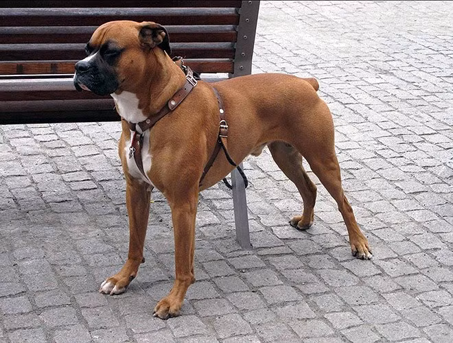 Boxer là giống chó săn và thường được nuôi để canh nhà hoặc chọi chó. Chúng có hàm khỏe và cú cắn không khác gì gọng kìm. Boxer có tính cách hung bạo và sẵn sàng tấn công theo yêu cầu của chủ nhân. 