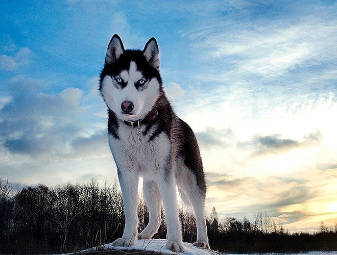 Chúng dùng sức khỏe của mình để săn mồi hoặc trong nhiều trường hợp, tấn công con người 