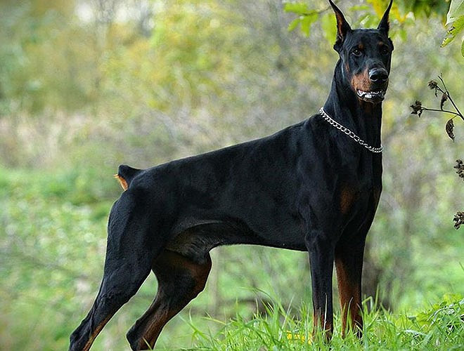 Chó doberman đặc biệt hung dữ với người lạ và nếu không được huấn luyện, giống chó này sẽ trở nên rất nguy hiểm 