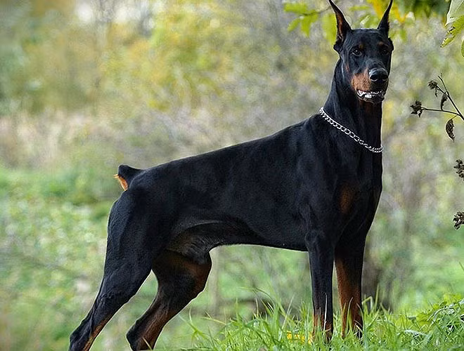 Chó doberman đặc biệt hung dữ với người lạ và nếu không được huấn luyện, giống chó này sẽ trở nên rất nguy hiểm 
