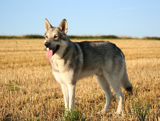 Ở Việt Nam, người ta hay gọi Wolfdog là chó lai sói, nó có khả năng săn mồi rất cao, chúng không được khuyến khích để nuôi như thú cưng trong gia đình. Đã có khá nhiều vụ người bị Wolfdog tấn công, đặc biệt là trẻ em. 