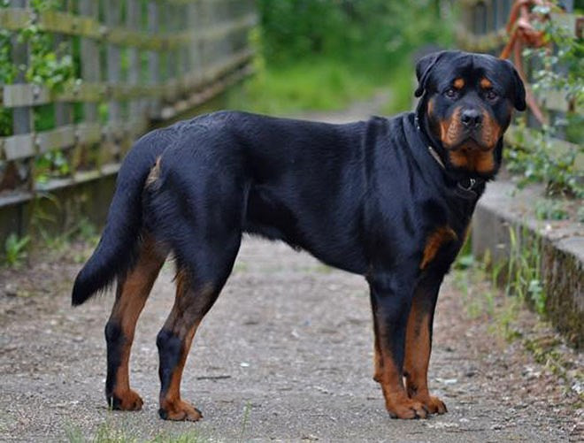 Giống chó Rottweiler hay còn gọi là Rotti, là một giống chó có nguồn gốc ở Đức được nuôi để làm nhiệm vụ chăn gia súc hoặc được huấn luyện thành chó nghiệp vụ