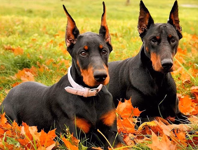 Với ngoại hình hung dữ, chó Doberman Pinscher nổi tiếng là giống chó kích động bậc nhất. Chúng đặc biệt thông minh, rất khỏe mạnh và tai rất thính 