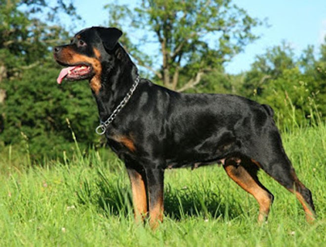 Theo số liệu thống kê, gần một nửa các ca tử vong do chó tấn công ở Mỹ là do loài chó Rotti này gây ra 