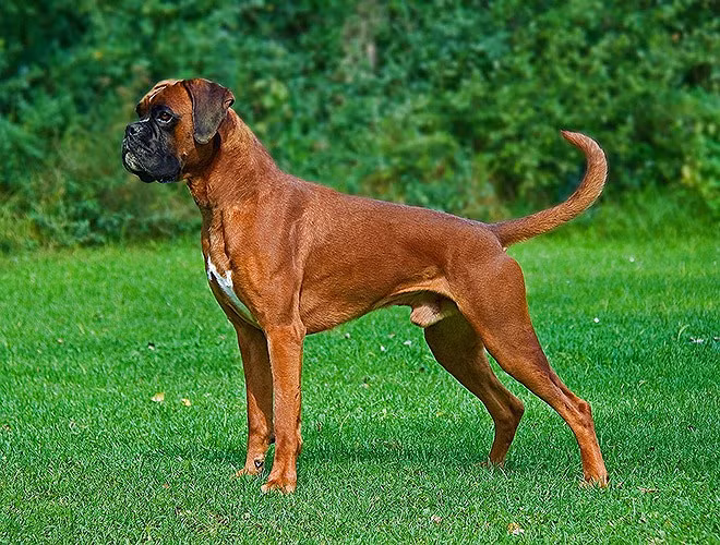 Boxer là giống chó săn và thường được nuôi để canh nhà hoặc chọi chó. Chúng có hàm khỏe và cú cắn không khác gì gọng kìm 