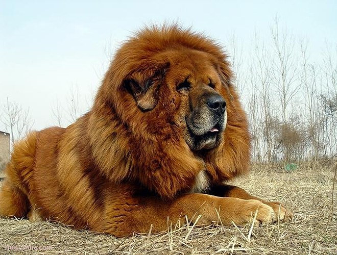 “To hơn chó sói, mạnh hơn báo hoa” là những gì mà người ta nhắc đến khi nói về loài chó này. Tính cách mạnh mẽ, hung dữ, bản tính hoang dã vẫn còn khiến nhiều người khiếp sợ 