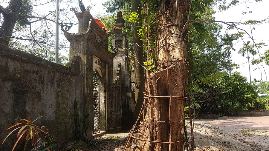 Ly kỳ cuộc chiến bảo vệ những gốc cây trăm tỷ đồng của nông dân - Hình 4 Ly ky cuoc chien bao ve nhung goc cay tram ty dong cua nong dan-Hinh-4