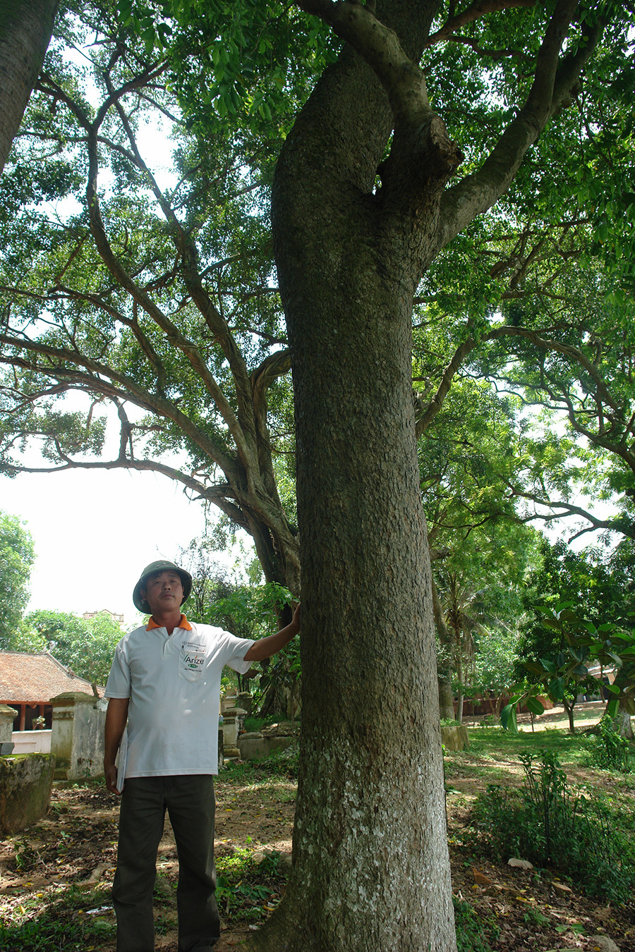 Ly kỳ cuộc chiến bảo vệ những gốc cây trăm tỷ đồng của nông dân - Hình 2 Ly ky cuoc chien bao ve nhung goc cay tram ty dong cua nong dan-Hinh-2