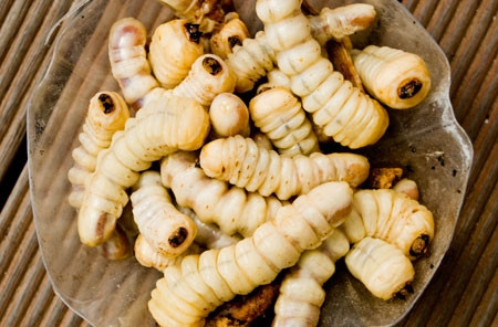 Cách ăn những chú sâu béo núc tiện lợi nhất là vùi chúng trong tro nóng hoặc luộc chín, thậm chí có người khoái ăn sống.