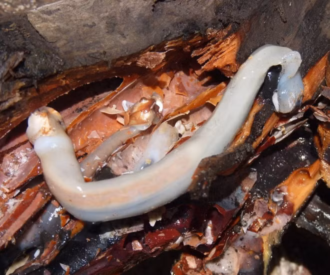 Loài sâu gỗ này chỉ sinh trưởng tại những khu rừng ngập mặn Philippines. Con sâu thân mềm nhũn chỉ được rắc chút hạt tiêu rồi ăn sống. Tuy nhiên, với hình dáng giống giun, việc thưởng thức món ăn kinh dị này vẫn là thử thách đáng e ngại với nhiều người. Ảnh: IT 