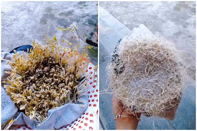 Cô gái thử làm giá đỗ theo trào lưu trên mạng và được mẹ khuyên mang ra ruộng để trồng.