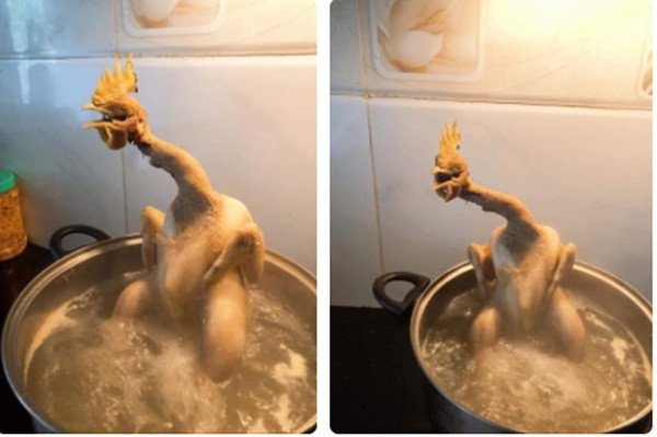 Món gà luộc "cất tiếng gáy" giữa nồi nước sôi.
