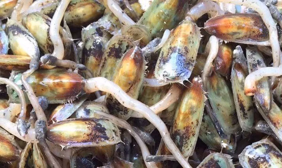 Vẻ bề ngoài của cà xỉu khá giống những loài hải sản hai mảnh vỏ, nhưng cũng giống cả loài côn trùng với cái râu thật dài và to. Nếu không phải do người địa phương giới thiệu, chắc chẳng thực khách nào có “gan” tự mình thưởng thức món ăn kỳ lạ này.