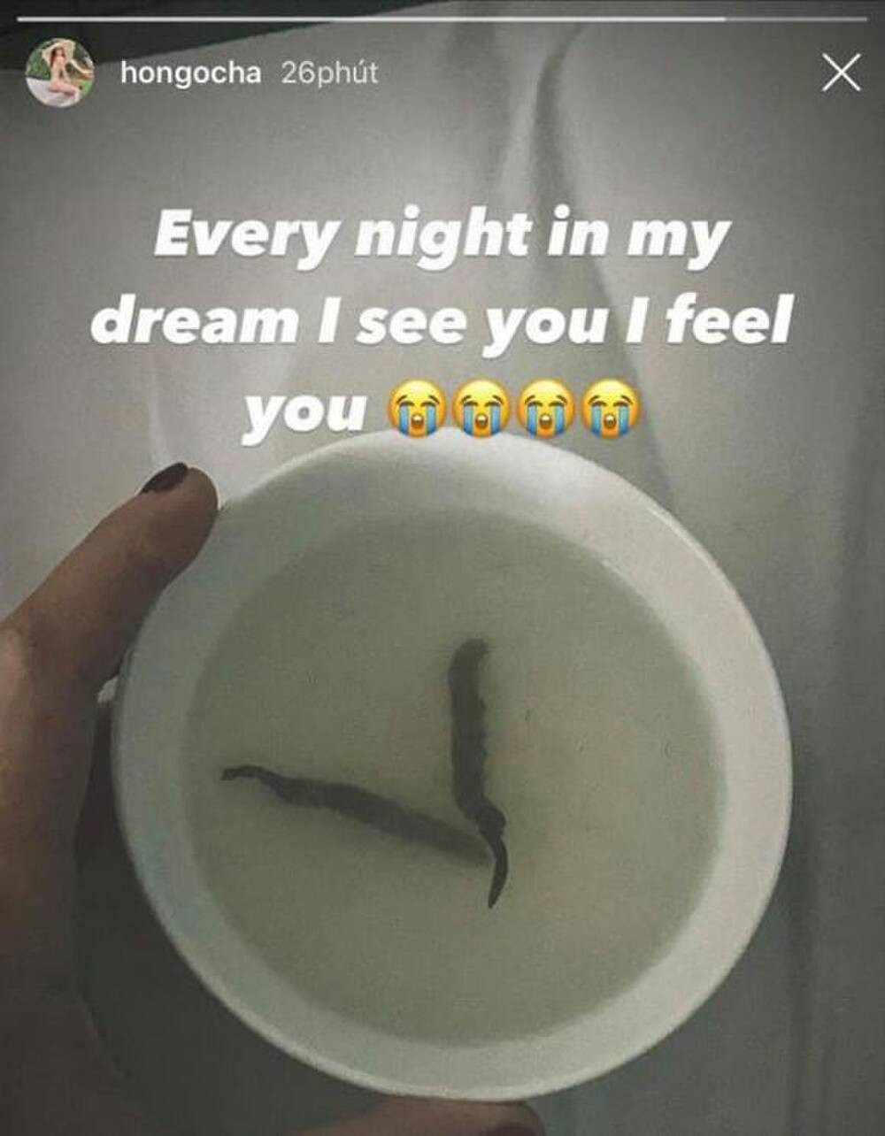 Trong thời kì mang thai cặp sinh đôi, Hồ Ngọc Hà từng chia sẻ một trong những món ăn quen thuộc được cô dùng đến mức "ám ảnh cả trong mơ" chính là đông trùng hạ thảo.