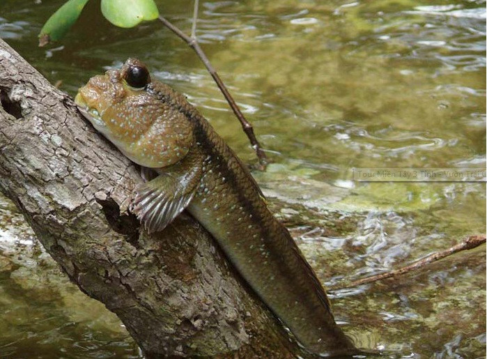 Nhìn hình dáng cá thòi lòi bên ngoài rất xấu xí nhưng với những người dân bản xứ thì đây là nguồn thực phẩm góp phần làm phong phú thêm bữa cơm hằng ngày và cũng là món ăn đặc sản cho khách phương xa khi đến với vùng đất này.