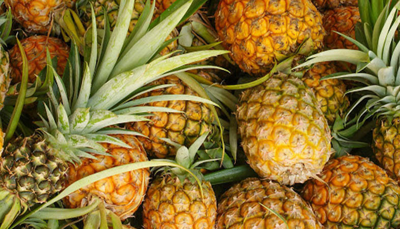 8. Dứa Tam Dương: Tam Dương là huyện trồng nhiều dứa nhất Vĩnh Phúc. Khi đến với mảnh đất này, bạn sẽ được chiêm ngưỡng những cánh đồng dứa mênh mông, bạt ngàn. Dứa Tam Dương có ruột màu vàng nhạt, nhiều nước, có vị ngọt thơm, thanh mát.