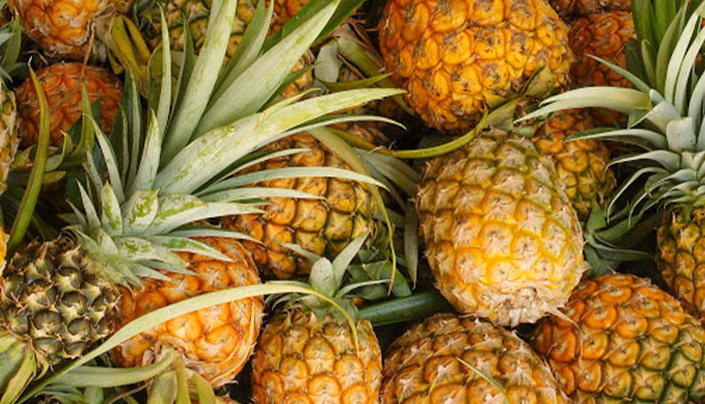 8. Dứa Tam Dương: Tam Dương là huyện trồng nhiều dứa nhất Vĩnh Phúc. Khi đến với mảnh đất này, bạn sẽ được chiêm ngưỡng những cánh đồng dứa mênh mông, bạt ngàn. Dứa Tam Dương có ruột màu vàng nhạt, nhiều nước, có vị ngọt thơm, thanh mát.