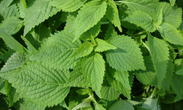 Kinh giới: Theo Đông y, lá kinh giới có vị cay, hơi đắng, tính ôn, có tác dụng diệt khuẩn, chữa mẩn ngứa hiệu quả. Bên cạnh đó, trong lá kinh giới còn chứa vitamin và khoáng chất rất dồi dào, có tác dụng nâng cao sức đề kháng của cơ thể và có khả năng chống lại các tác nhân có hạį gây bệпh cho da.