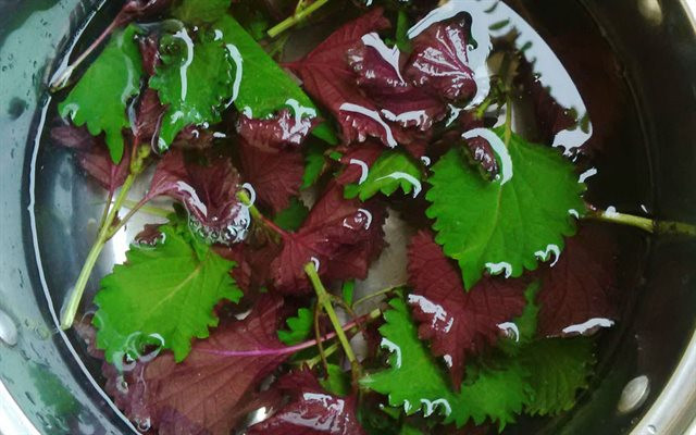 Lá tía tô: Tía tô vị cay, tính ấm, được ví như kháng sinh tự nhiên có thể chống dị ứng, điều trị mẩn ngứa hiệu quả nên được dân gian lưu truyền từ xưa tới nay. Dùng lá tía tô rửa sạch, nấu với nước rồi tắm khi nước còn nóng. Thực hiện trong 3 ngày liền sẽ đạt hiệu quả cao. Ảnh: IT.