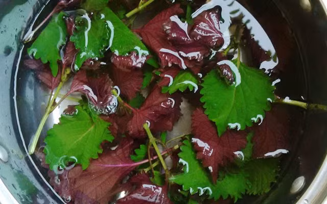 Lá tía tô: Tía tô vị cay, tính ấm, được ví như kháng sinh tự nhiên có thể chống dị ứng, điều trị mẩn ngứa hiệu quả nên được dân gian lưu truyền từ xưa tới nay. Dùng lá tía tô rửa sạch, nấu với nước rồi tắm khi nước còn nóng. Thực hiện trong 3 ngày liền sẽ đạt hiệu quả cao. Ảnh: IT.