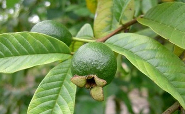 Lá ổi: Một trong những loại lá tắm chữa mẩn ngứa tốt nhất đó chính là lá ổi. Một nắm lá ổi nấu nước tắm mỗi ngày, mẩn ngứa hay rôm sảy đều tiêu biến hết. Đông y đã công nhận lá ổi vị đắng, tính ấm, chữa mẩn ngứa, đốm đỏ rất nhạy.