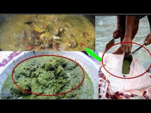 Trước khi giết mổ bò, người ta sẽ cho bò ăn no cỏ tươi kèm với thảo dược. Sau khi bò được mổ, những thức ăn chưa được tiêu hóa hết trong dạ dày và ruột của bò sẽ được lấy ra, từ đó vắt lấy thứ chất lỏng đặc sệt. Thường chất dịch từ ruột non sẽ đắng hơn so với từ dạ dày.