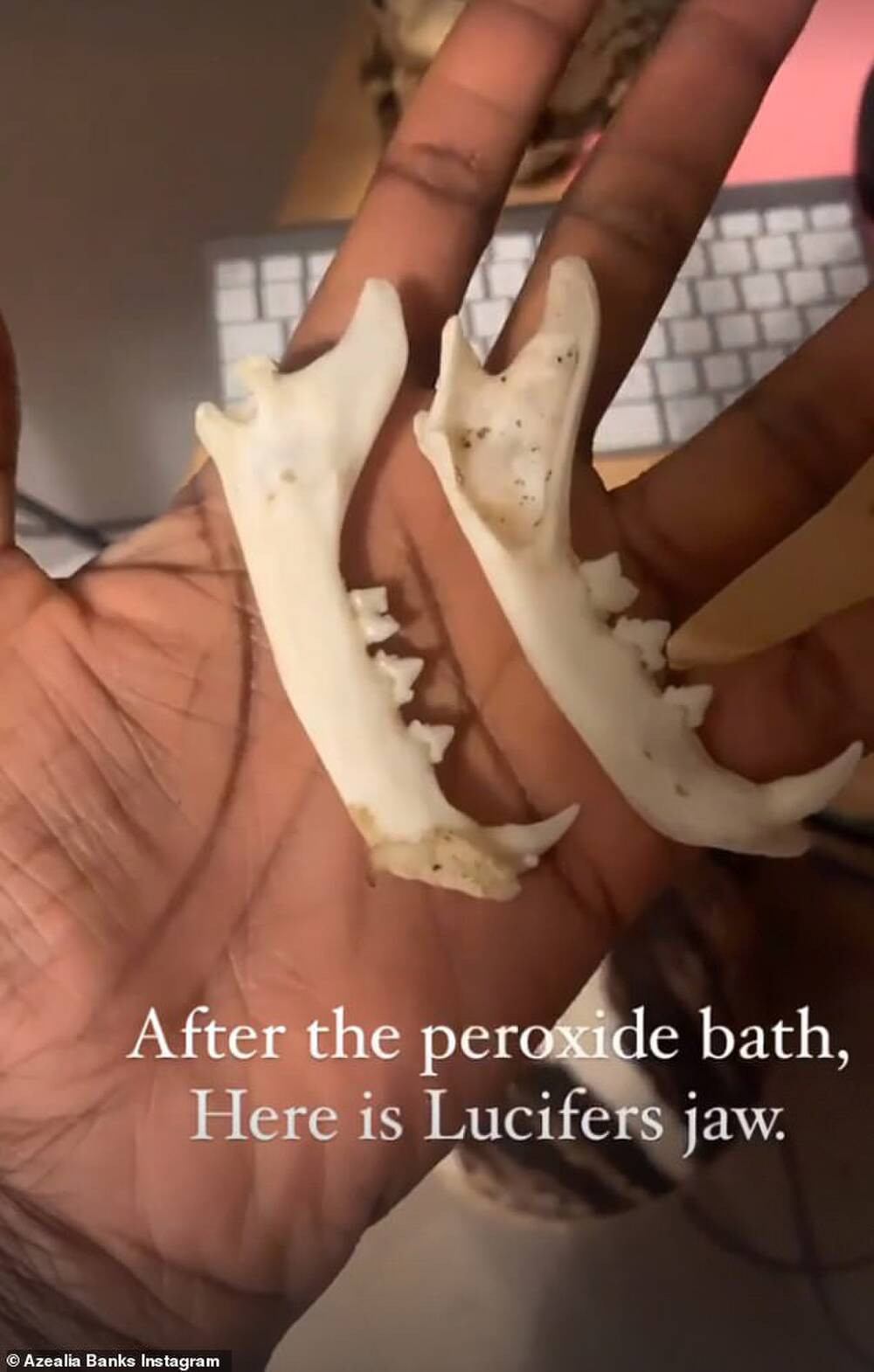 Nu rapper bi chi trich vi dao xac meo chet 3 thang dem di nau-Hinh-2