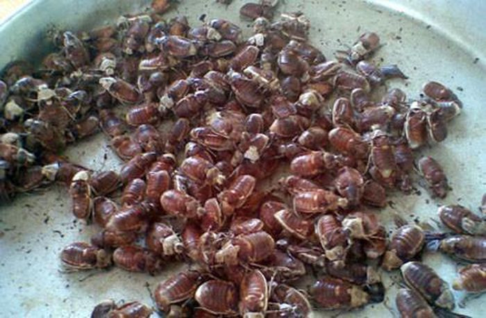 Các quán ăn, nhà hàng sẽ có cách bày biện đẹp mắt, còn món ăn của người dân quê chỉ đơn giản và thô sơ nhưng hương vị cũng giòn, thơm, béo, bùi chẳng thua kém. Người biết làm bọ rầy khi rút ruột sẽ không nặn hết trứng của chúng, bởi trứng bọ rầy rất ngon, béo, ăn một lần là sẽ nhớ mãi.