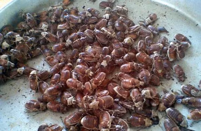 Các quán ăn, nhà hàng sẽ có cách bày biện đẹp mắt, còn món ăn của người dân quê chỉ đơn giản và thô sơ nhưng hương vị cũng giòn, thơm, béo, bùi chẳng thua kém. Người biết làm bọ rầy khi rút ruột sẽ không nặn hết trứng của chúng, bởi trứng bọ rầy rất ngon, béo, ăn một lần là sẽ nhớ mãi.