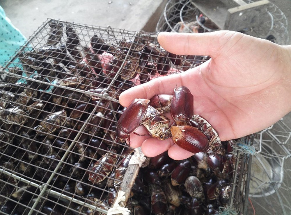 Bọ rầy có hình dạng giống bọ hung, to cỡ ngón tay cái, màu nâu cánh gián, thân ngắn, có cánh, đầu và bộ chân rất cứng nhưng thân mềm và tròn. Bọ rầy hiền khô, không cắn như một số loài côn trùng khác. Dân nhậu xứ này coi đây là món “độc chiêu”, mỗi năm chỉ ăn được độ 1 – 2 tháng. Bởi vậy, bọ rầy mới thành đặc sản.