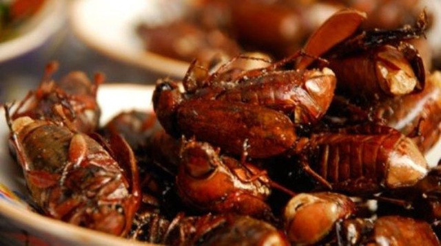 Cách bắt bọ rầy vào ban ngày là nhặt phân bò, phân trâu khô đốt cho khói tỏa lên trời. Một lúc sau, bọ ngửi được mùi và cứ thế bay đến, vần vũ trong đám khói. Người dân cứ thế cầm chổi đập cho bọ rơi xuống đất rồi bắt bỏ vào giỏ.